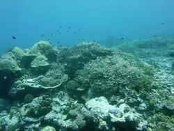 Coral Reef drifting Stock Footage