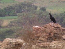 "Black vulture sits on rock on hillside for a few seconds before flying off to left, Lambayeque Valley, Peru [PerÃƒÂº]" Stock Footage