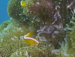 "Anemone fish nestled in their home, feeding" Stock Footage