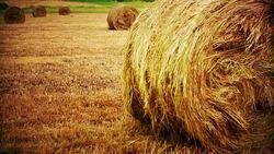 Round hay bales in harvested wheat field. Stock Footage