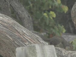 Squirrel on the beach 3 Stock Footage