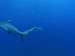 MS Shot of Blacktip shark aggregation swimming in open water with one shark darting / Aliwal Shoal, Kwa Zulu Natal, South Africa Stock Footage