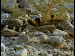 MS Californian Kingsnake, Lampropeltis getula californiae, moving on rocky ground, edited sequence, USA; SEQUENCE OF CLIPS, SPECIAL TERMS APPLY Stock Footage