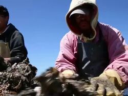 Oyster Farm On Point Reyes Nat'l Seashore Loses Court Appeal To Stay Open Stock Footage