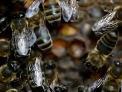 Honey bees macro Stock Footage