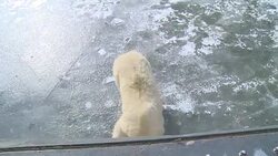 CLEAN : Polar bears at Berlin zoo enjoy icy weather News Clip