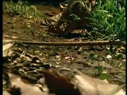 WA leafcutter ants moving leaves across forest floor Stock Footage