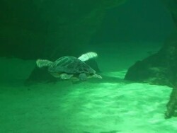 Loggerhead Sea Turtle in the aquarium Stock Footage