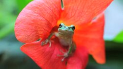 Frog sitting on a flower Stock Footage