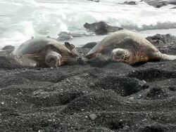 Green sea turtles in Black beach, Hawaii Stock Footage