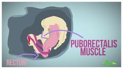 What's the Best Position for Pooping? Instructional Video