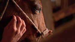 SLO MO Male hand stroking horse's cheeks Stock Footage