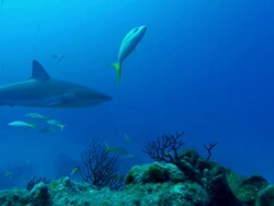 Caribbean reef sharks, Carcharhinus perezi, over reef, yellowtail snappers. Bahamas  Stock Footage