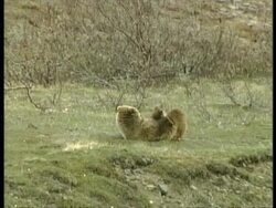 MS Grizzly Bear, Ursus arctos horribilis, lying on back playing with cub, Arctic Circle Stock Footage