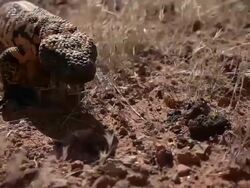 Gila Monster walking Stock Footage