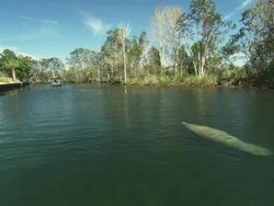 Manatee, swim in canal, tracking shot, three boats pass beside manatee. Florida, North Atlantic Ocean  Stock Footage