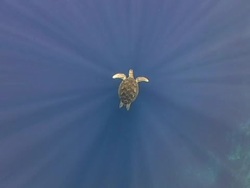 Green Turtle Underwater engulfed by sun rays Stock Footage
