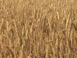 HD: Golden wheat Stock Footage