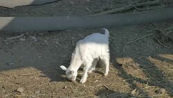 Video of young goat in 4K Stock Footage