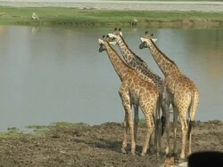 Pull Back Shot Giraffes Safari World Bangkok Thailand Stock Footage