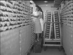 Canada triples penicillin production Stock Footage
