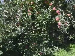 MS TU Shot of Red apples hanging on tree in apple orchard / Merano, Trentino, Tyrol, Italy Stock Footage