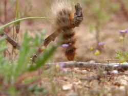 MS Shot of Hairy orange caterpillar decends from small twig and crawls along stony ground / Namaqualand, Northern Cape, South Africa Stock Footage