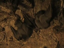 Fruit bats (family Pteropodidae) female climbing cave wall then mating with male, Israel Stock Footage