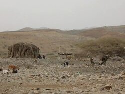 Desert landscape with wooden huts and goats Stock Footage