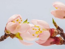 Apricot flower blooming Stock Footage
