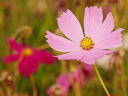 Beautiful cosmos flower Stock Footage