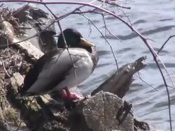 Sitting duck  1080/60i Stock Footage