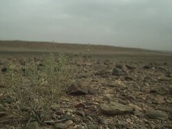 Fixed wilderness shot, with mountains in the background. Stock Footage
