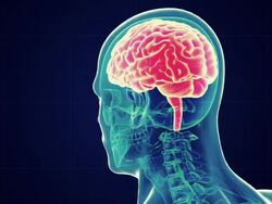 Human Male Brain scan Stock Footage