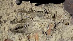 CLEAN : Following dinosaur footsteps in Bolivias fossil mecca News Clip
