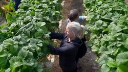 Female farm workers pick strawberries from raised beds in modern farming poly tunnel. Stock Footage
