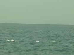 Wide Shot Dolphin in Sea Hong Kong Kwangtung China Stock Footage