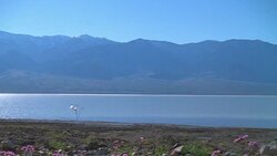 DEATH VALLEY BADWATER WITH WATER Stock Footage