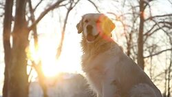 Restless golden retriever dog breathing Stock Footage