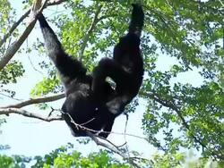 Two Gibbons Playing on Tree Stock Footage