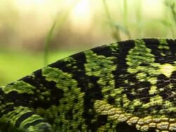 Flap necked Chameleon Stock Footage