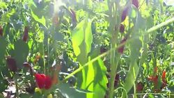 Red chili pepper Plant Stock Footage