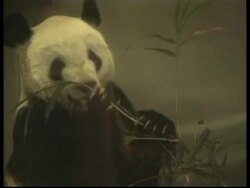 JAPAN: PANDA TO BE SENT TO MEXICO TO MATE  (V) News Clip