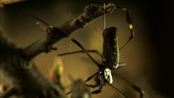 An orb-weaver spider secretes a thread of silk. Stock Footage