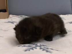 A black kitten wobbles across a blanket. Stock Footage