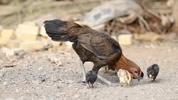 Hens are brought chick ferret food. Stock Footage