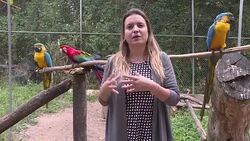 VOICED : Centro proximo a Rio ayuda a animales a volver a su habitat News Clip