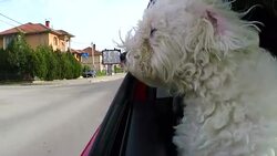 dog sticking head out of a moving car Stock Footage