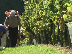 HD: Working In The Vineyard Stock Footage