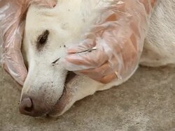 People looking fleas in dog Stock Footage